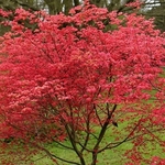 ACER PALMATUM BENI MAIKO W4-min