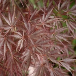 ACER PALMATUM SHERWOOD ELFIN W4-min