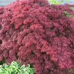 ACER PALMATUM CRIMSON QUEEN W-min