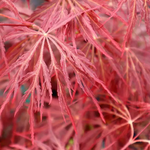 ACER PALMATUM CRIMSON QUEEN W2-min