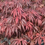 ACER PALMATUM BURGUNDY LACE W3-min