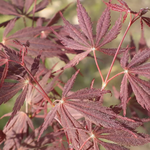 ACER PALMATUM BURGUNDY LACE W2.jpg-min