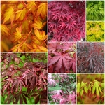 MOSAIQUE ACER-min