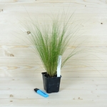 STIPA TENUISSIMA V9 (Traité 900px)