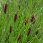 PENNISETUM RED BUTTONS (Traité 900px)