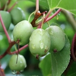 KIWI ISSAI 2 (Traité 900px)