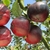 POMMIER CALVILLE ROUGE Web 2 (Traité 900px)