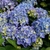 Hydrangea EARLY BLUE (Traité 900px)