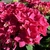 Hydrangea LEUCHTFEUER (Traité 900px)