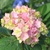 Hydrangea TOGETHER 2 (Traité 900px)