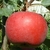 POMMIER JUMBO (Copier)