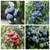 MYRTILLIER 4 VARIETES (Traité 1000px)