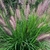 PENNISETUM RED HEAD (Traité 1000px)