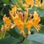LONICERA TELLMANIANA (Traité 1000px)