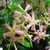 Trachelospermun PINK (Traité 900px)