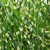 MISCANTHUS LITTLE ZEBRA 2 (1000px)