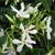 Trachelospermun JASMINOIDES (Traité 900px)