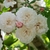 Rosier FELICITE ET PERPETUE 2.webp (1000px)