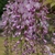 Wisteria PINK ICE (1000px)