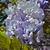 Glycine SINENSIS CAROLINE (1000px)