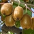 KIWI HAYWARD 5 (1000px)