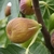 FIGUIER GOUTTE D'OR (1000px)