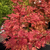 WILSON_S-PINK-DWARF-W.jpg