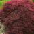 ACER PALMATUM TAMUKEYAMA W.jpg-min