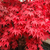 ACER PALMATUM OSAKAZUKI W2.jpg-min
