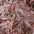 ACER PALMATUM  INABA SHIDARE W4-min