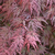 ACER PALMATUM  ORANGEOLA W3.jpg-min