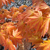 ACER SHIRASAWANUM AUTUMN MOON W3.jpg-min