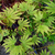 ACER SHIRASAWANUM SENSU W.jpg-min