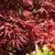 ACER PALMATUM PEVE DAVE W2-min