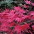 ACER PALMATUM MATSUKAZE W-min