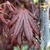 ACER PALMATUM YUBAE W3-min