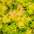 ACER PALMATUM ORANGE LACE W-min