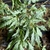 ACER PALMATUM KOSHI MINO W-min