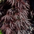 ACER PALMATUM SHERWOOD ELFIN W-min