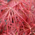 ACER PALMATUM CRIMSON QUEEN W2-min