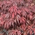 ACER PALMATUM BURGUNDY LACE W3-min