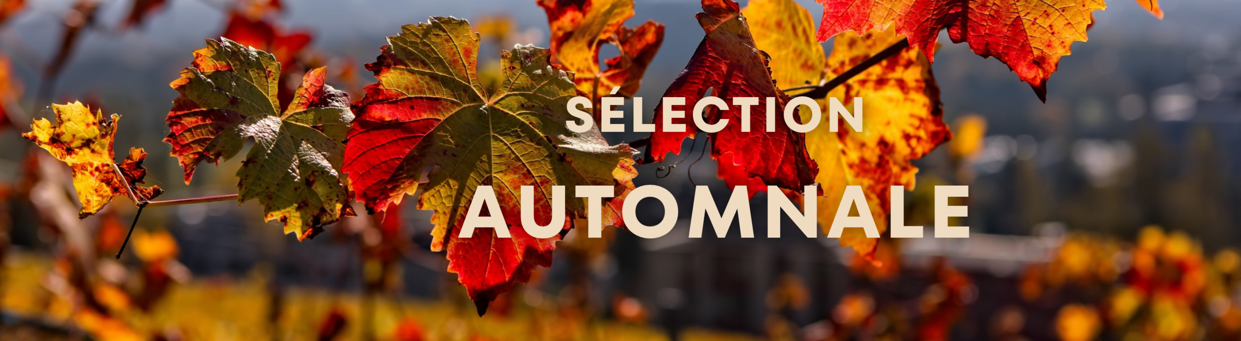 Sélection d'Automne