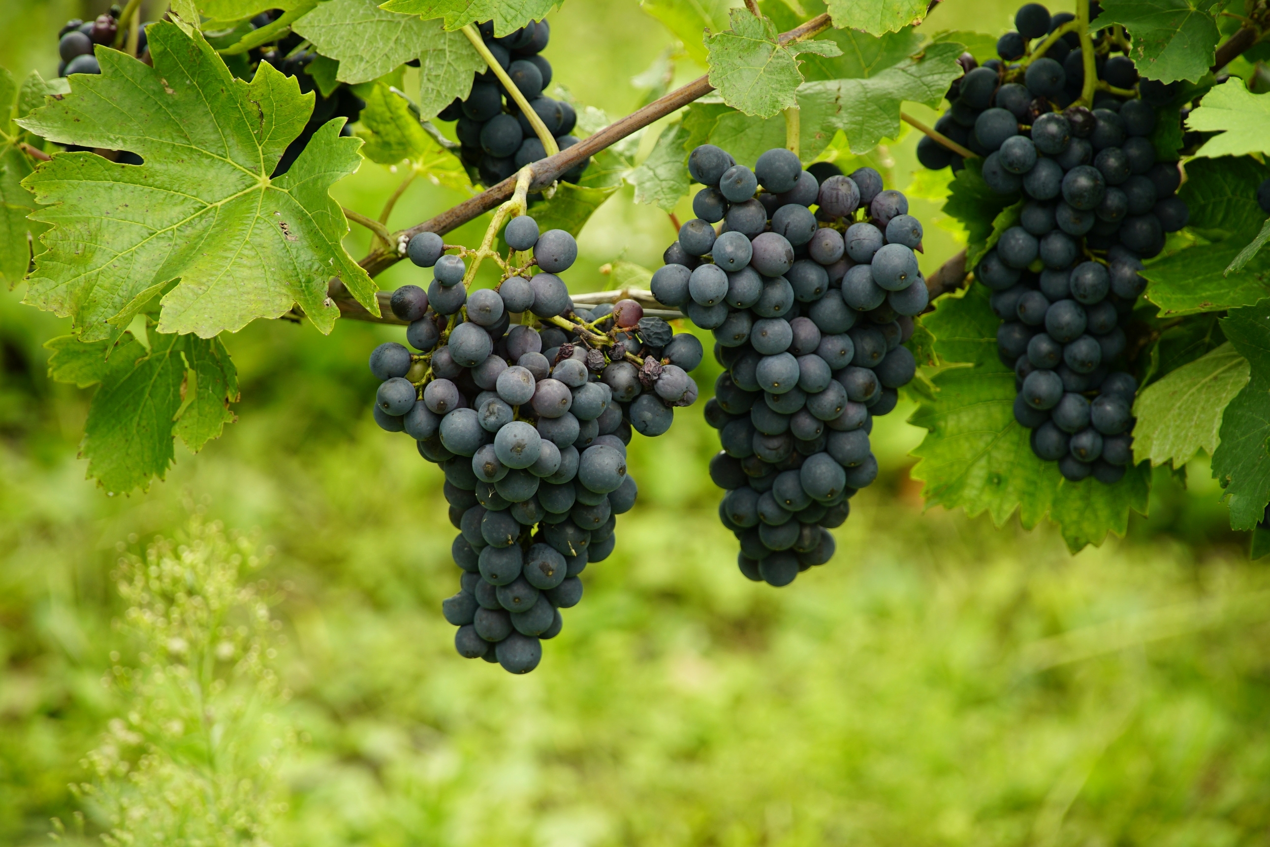 grapes 8306833