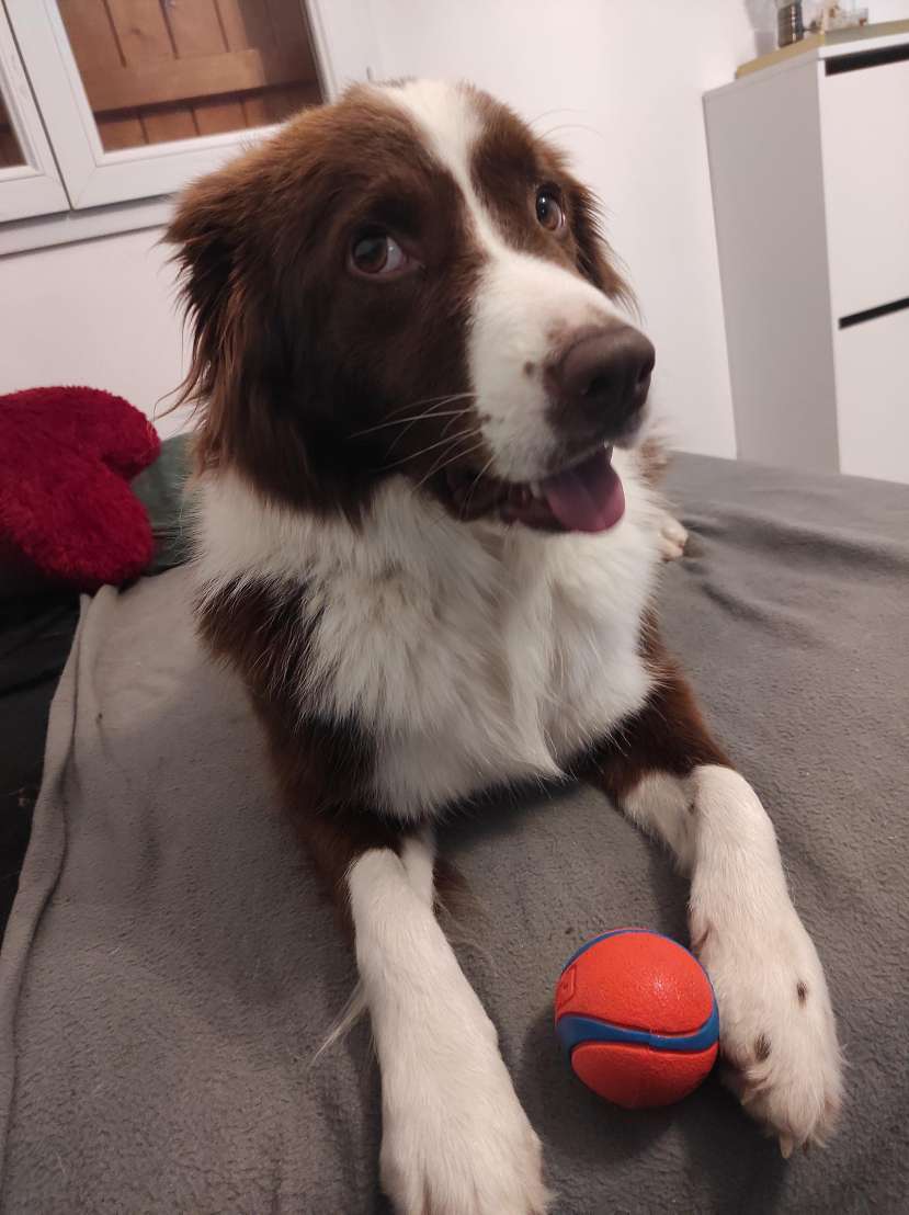 Balles Chuckit! Ultra Ball, vue 2