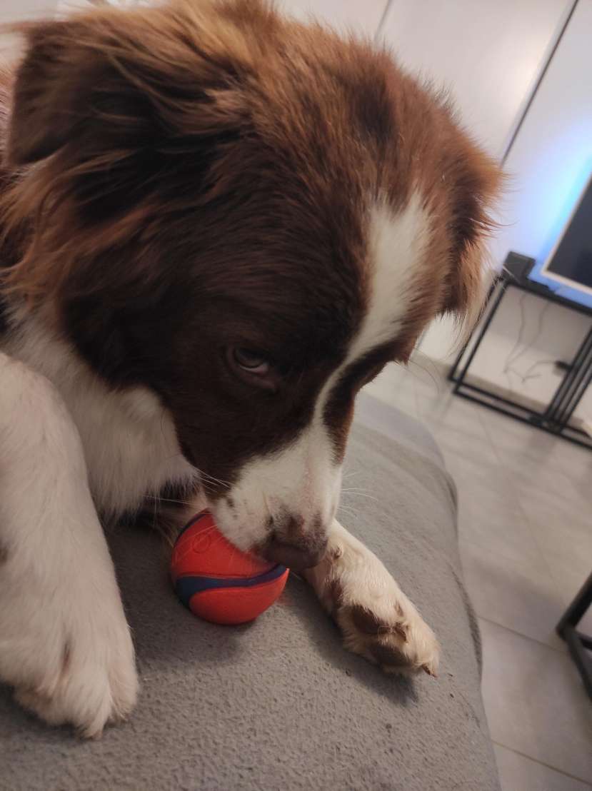 Balles Chuckit! Ultra Ball, vue 3