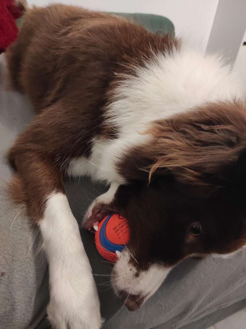 Balles Chuckit! Ultra Ball, vue 4