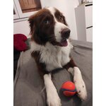 Balles Chuckit! Ultra Ball, vue 2