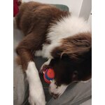 Balles Chuckit! Ultra Ball, vue 4