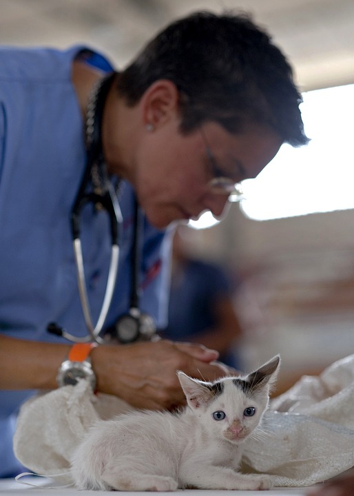 VETERINAIRE 2
