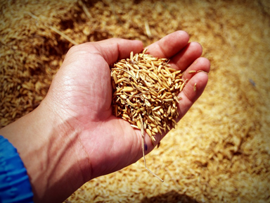AGRICULTEUR 7.jpg